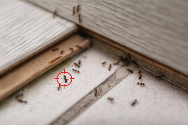 Best Pest Removal Services  in Swanton, OH