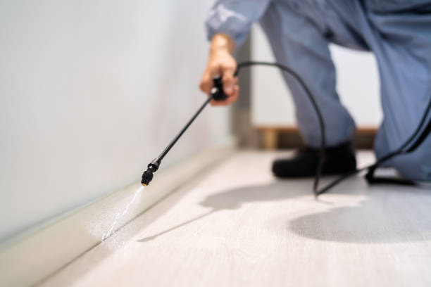 Best Flea Control Services  in Swanton, OH