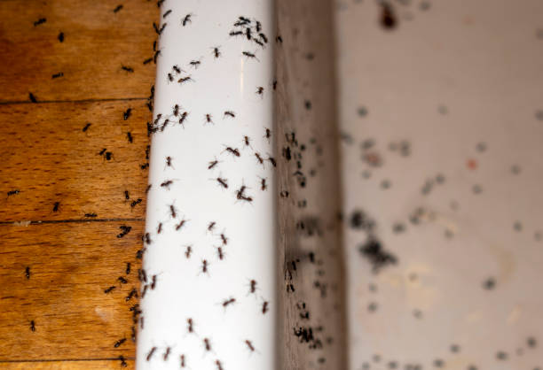 Best Local Pest Control Services  in Swanton, OH