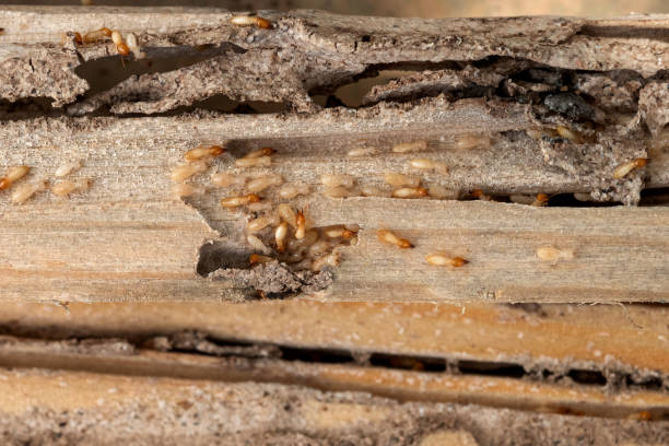Best Best Pest Control Companies  in Swanton, OH